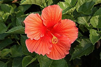 策略与动作融合《肉鸽弹弹奇兵》9月中旬正式发售